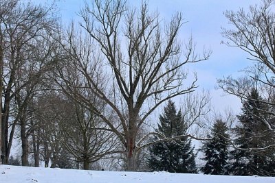 Fraxinus excelsior - jasan ztepilý - zimní habitus (25)